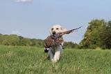 GOLDEN RETRIEVER 423